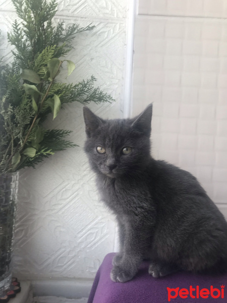 British Shorthair, Kedi  Tokyo fotoğrafı