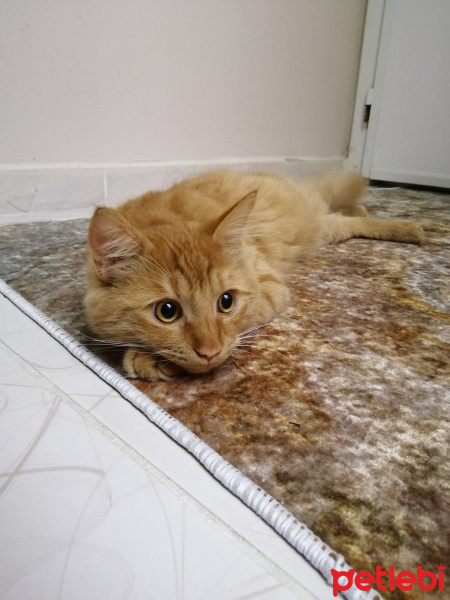 Tekir Kedi, Kedi  Şeftali fotoğrafı