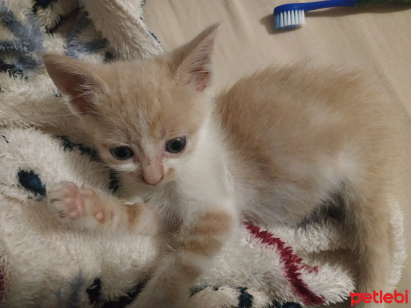 Sarman, Kedi  Bal fotoğrafı