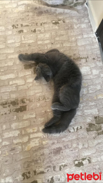 British Shorthair, Kedi  Leon fotoğrafı