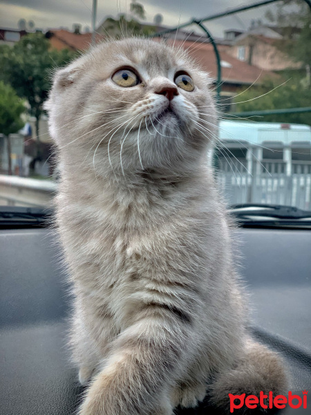 Scottish Fold, Kedi  Maya fotoğrafı