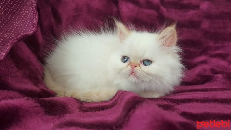 İran Kedisi (Persian), Kedi  MOZART fotoğrafı