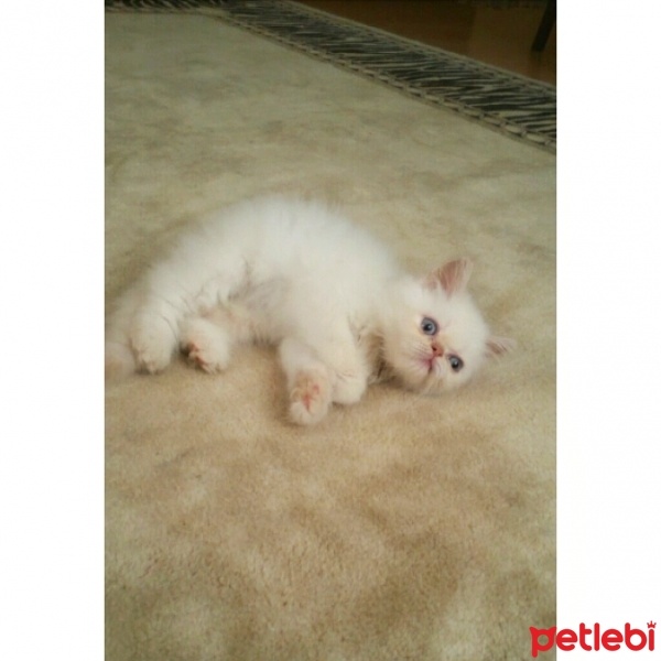 İran Kedisi (Persian), Kedi  MOZART fotoğrafı