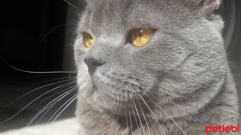 British Shorthair, Kedi  pablo fotoğrafı