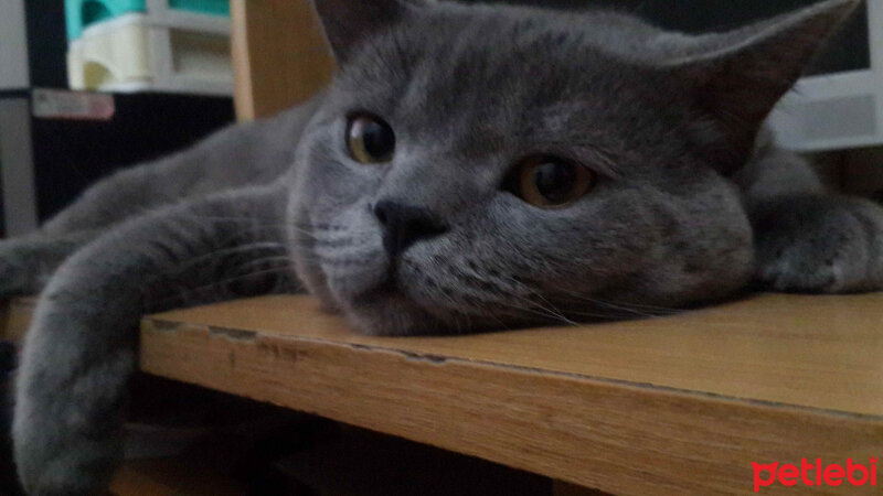 British Shorthair, Kedi  pablo fotoğrafı