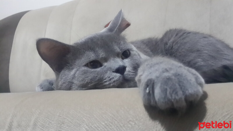 British Shorthair, Kedi  pablo fotoğrafı