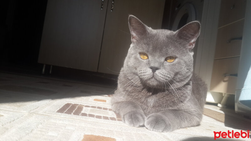 British Shorthair, Kedi  pablo fotoğrafı