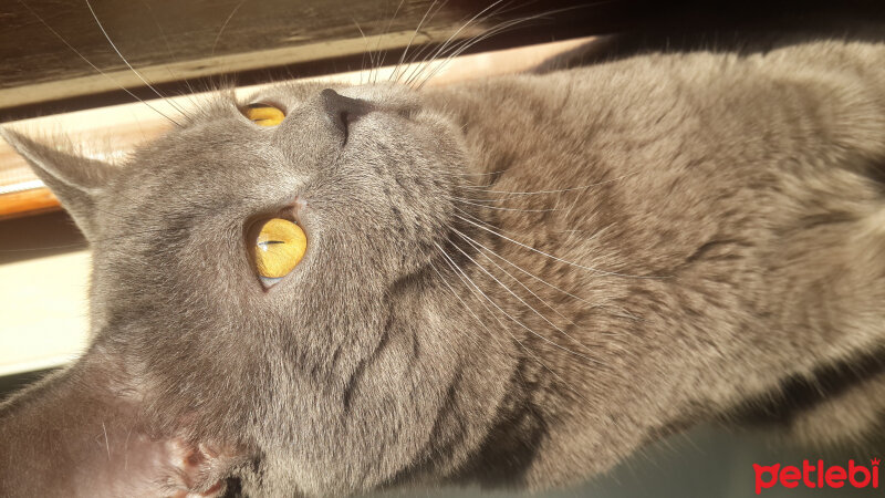 British Shorthair, Kedi  pablo fotoğrafı