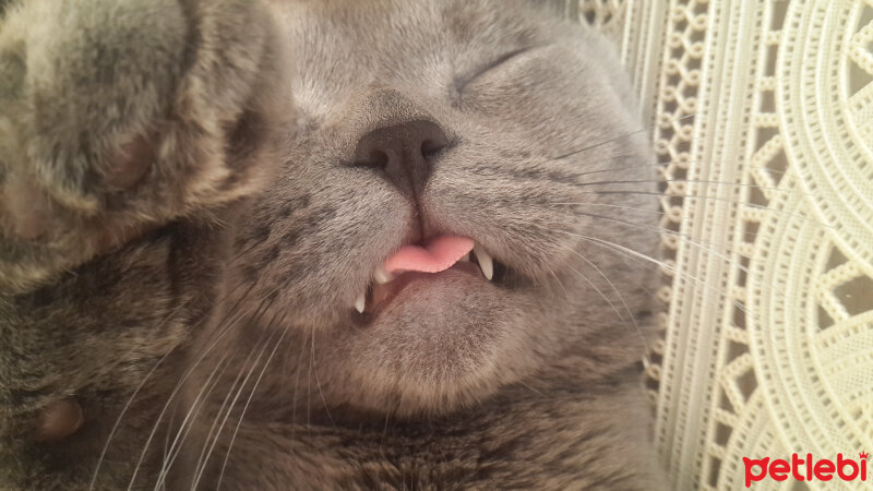 British Shorthair, Kedi  pablo fotoğrafı