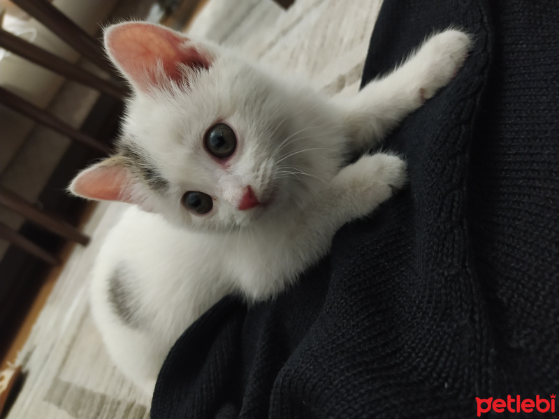 Ankara Kedisi, Kedi  Sütlaç fotoğrafı