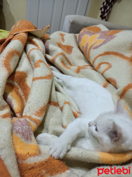 Van Kedisi, Kedi  Hermoni fotoğrafı