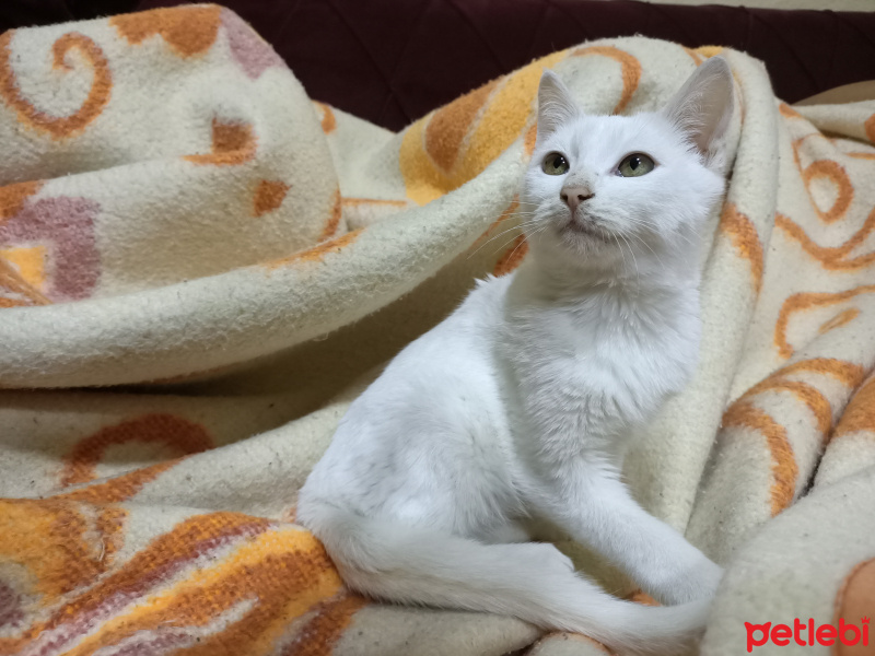 Van Kedisi, Kedi  Hermoni fotoğrafı