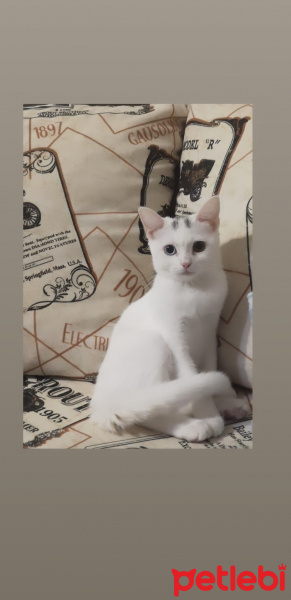 Ankara Kedisi, Kedi  Bihter fotoğrafı