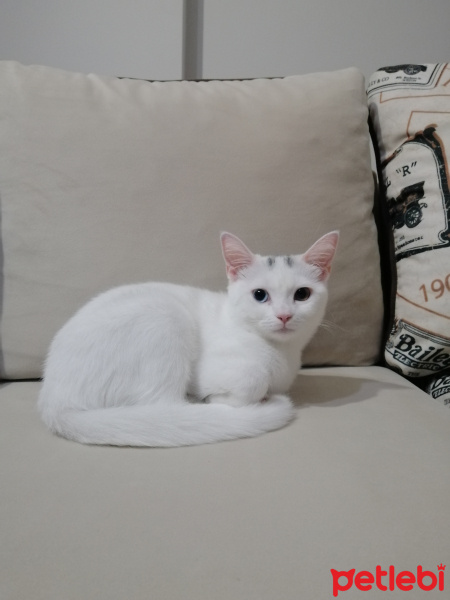Ankara Kedisi, Kedi  Bihter fotoğrafı