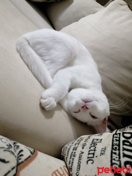 Ankara Kedisi, Kedi  Bihter fotoğrafı