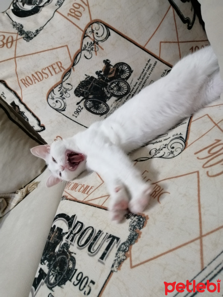 Ankara Kedisi, Kedi  Bihter fotoğrafı