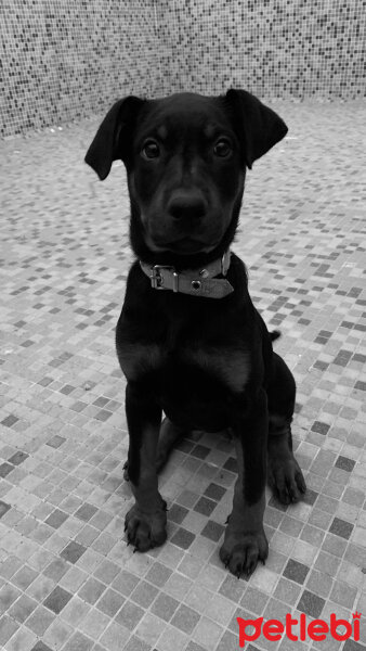 Doberman Pinscher, Köpek  Ateş fotoğrafı