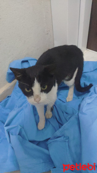 Bombay, Kedi  Duman fotoğrafı
