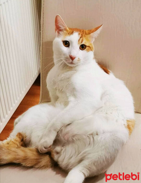 Tekir Kedi, Kedi  Tarçın fotoğrafı