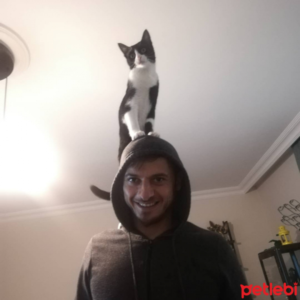 Tekir Kedi, Kedi  Şuri fotoğrafı