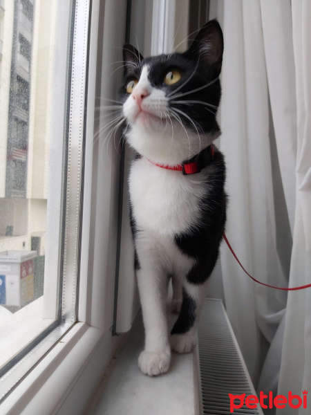 Tekir Kedi, Kedi  Şuri fotoğrafı