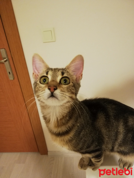 Tekir Kedi, Kedi  Şuri fotoğrafı