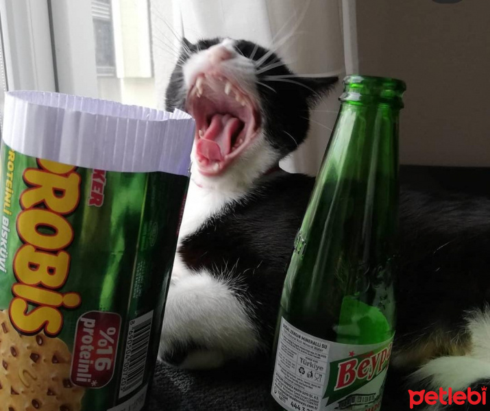 Tekir Kedi, Kedi  Şuri fotoğrafı