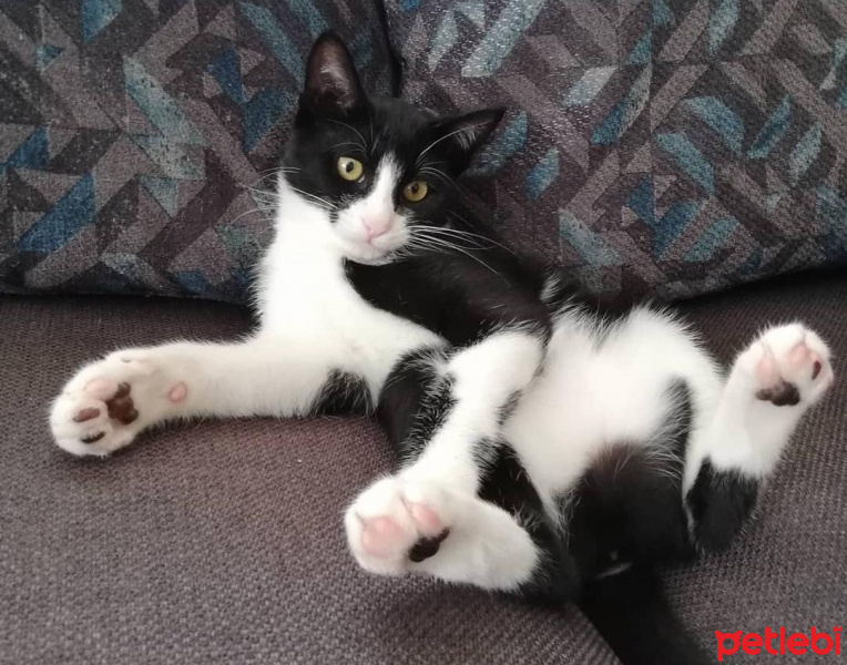 Tekir Kedi, Kedi  Şuri fotoğrafı