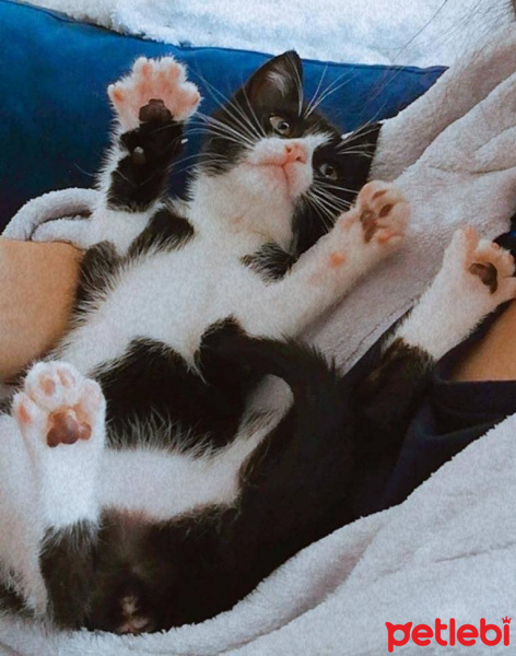 Tekir Kedi, Kedi  Şuri fotoğrafı