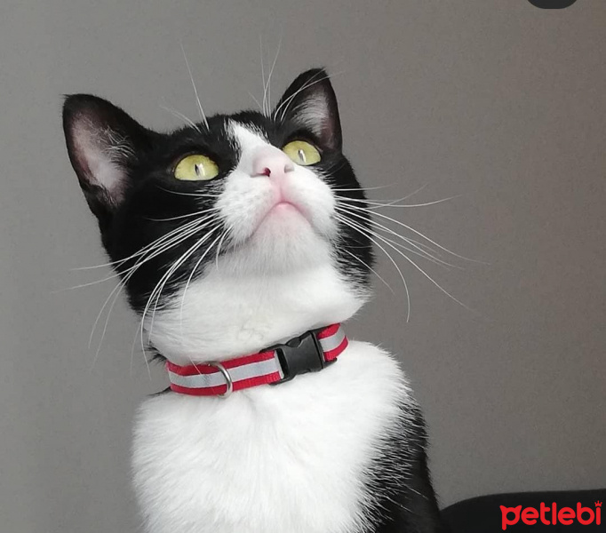 Tekir Kedi, Kedi  Şuri fotoğrafı