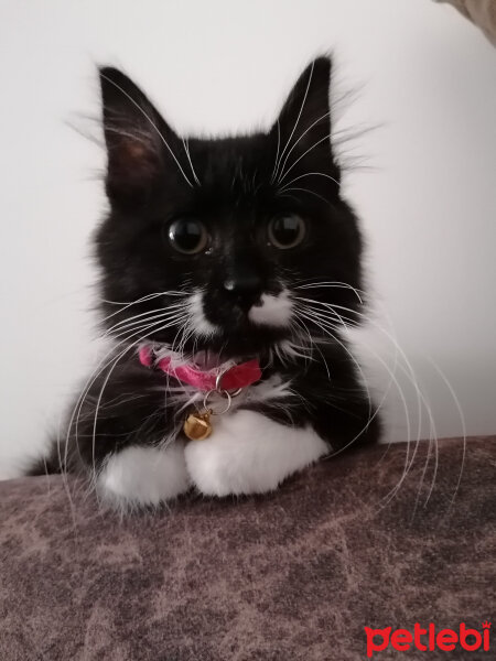 Norwegian Forest, Kedi  Paçi fotoğrafı