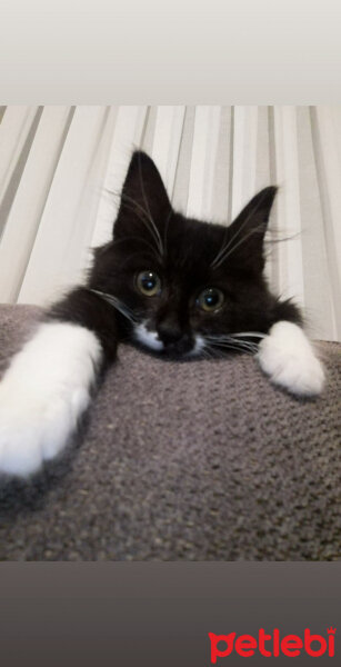 Norwegian Forest, Kedi  Paçi fotoğrafı