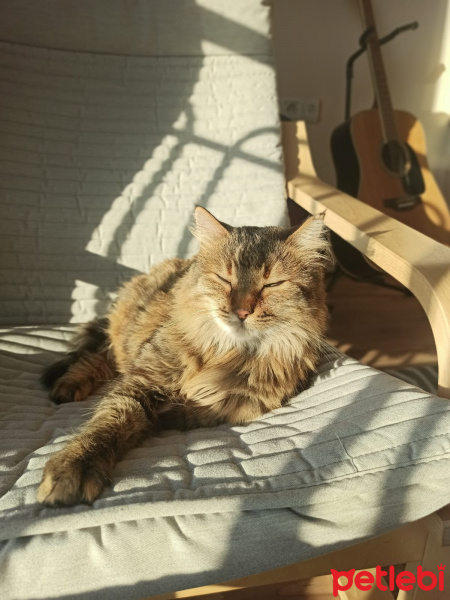 Norwegian Forest, Kedi  Şahika fotoğrafı