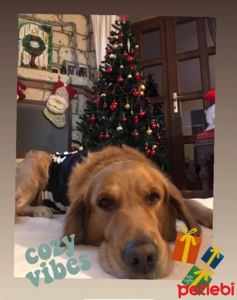 Golden Retriever, Köpek  Zoe fotoğrafı