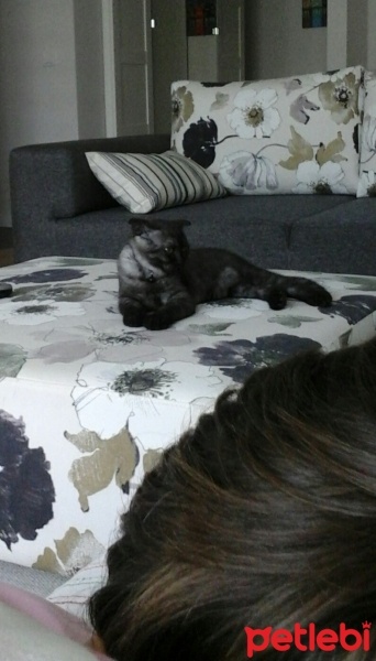 Scottish Fold, Kedi  Çarşı fotoğrafı