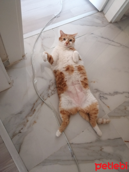 Sarman, Kedi  Fıstık fotoğrafı