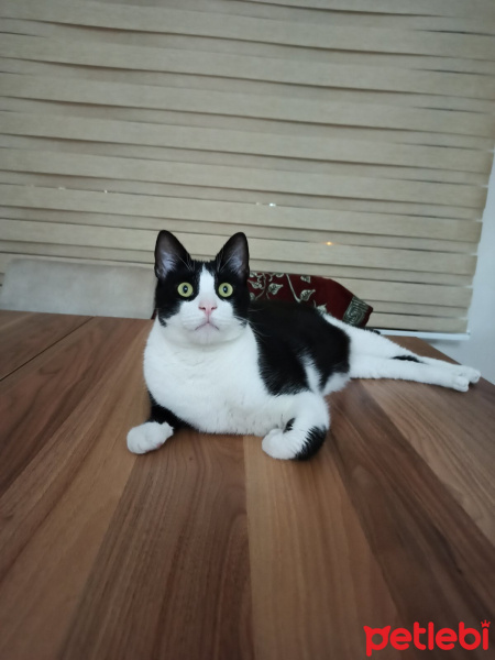 Bombay, Kedi  Kamil fotoğrafı