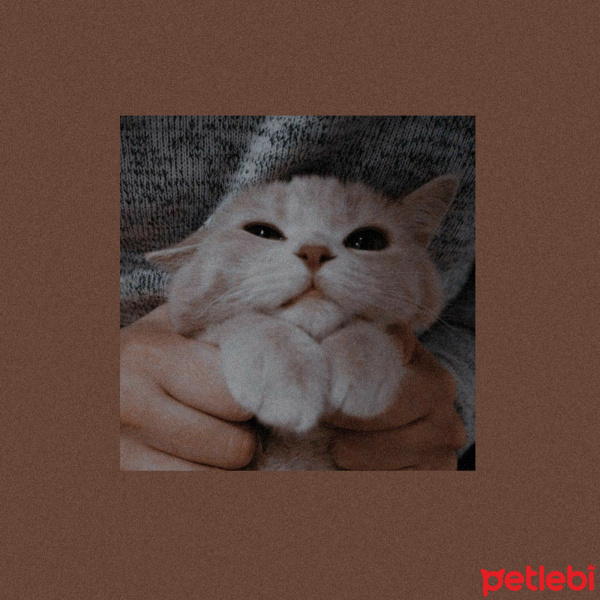 British Shorthair, Kedi  Gece fotoğrafı