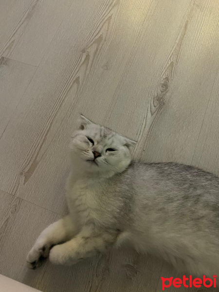 Scottish Fold, Kedi  maya fotoğrafı
