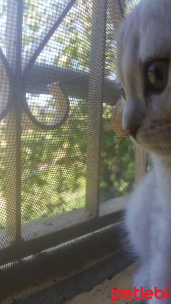 Scottish Fold, Kedi  maya fotoğrafı