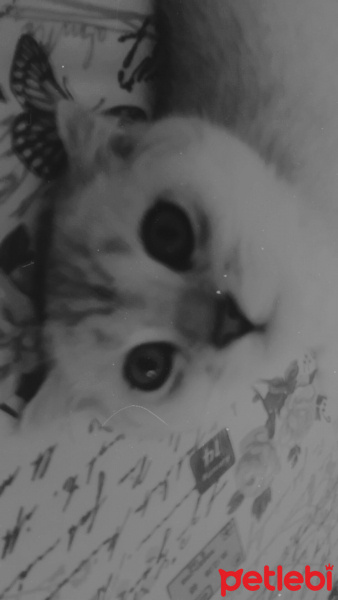 Scottish Fold, Kedi  maya fotoğrafı