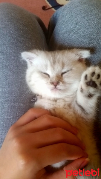 Scottish Fold, Kedi  maya fotoğrafı