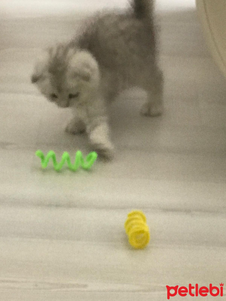 Scottish Fold, Kedi  maya fotoğrafı
