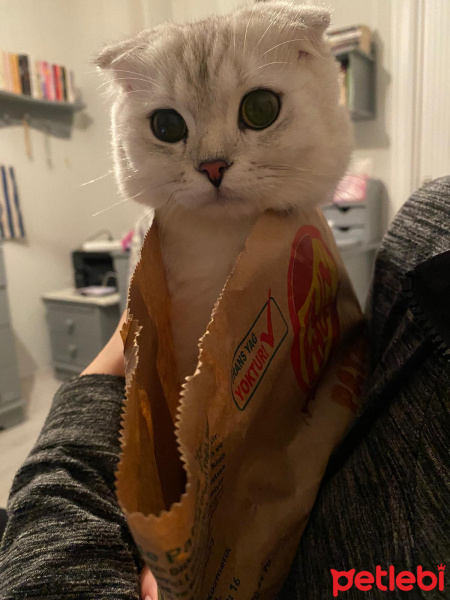 Scottish Fold, Kedi  maya fotoğrafı