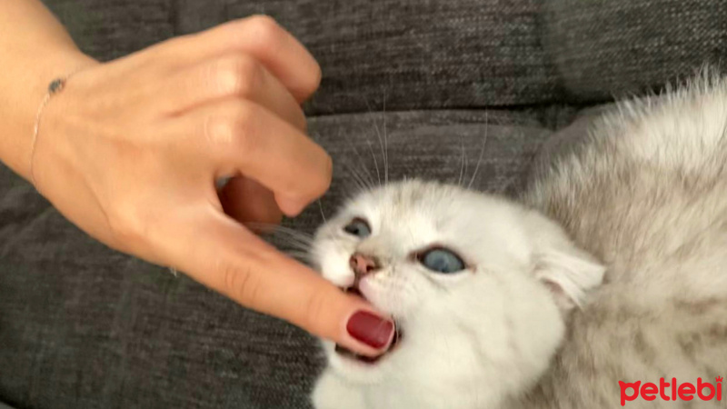 Scottish Fold, Kedi  maya fotoğrafı
