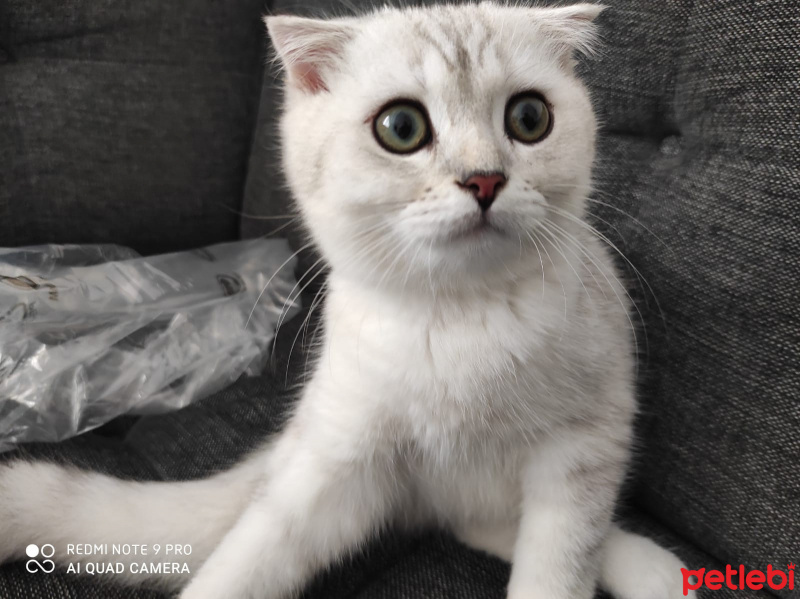 Scottish Fold, Kedi  maya fotoğrafı