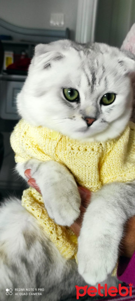 Scottish Fold, Kedi  maya fotoğrafı