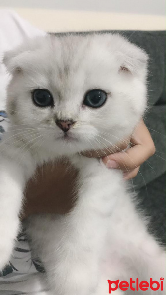 Scottish Fold, Kedi  maya fotoğrafı