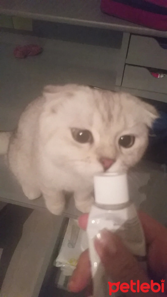 Scottish Fold, Kedi  maya fotoğrafı