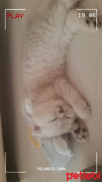 Scottish Fold, Kedi  maya fotoğrafı